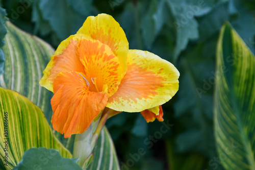 Exotic orange and yellow flower, Canna Pretoria