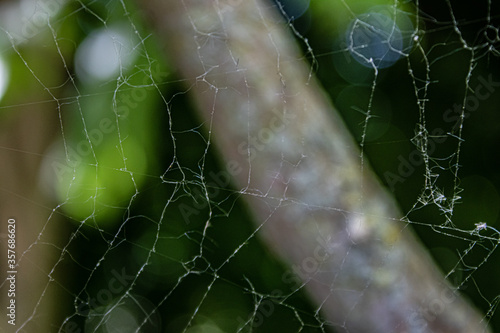 Spiderweb without spiders