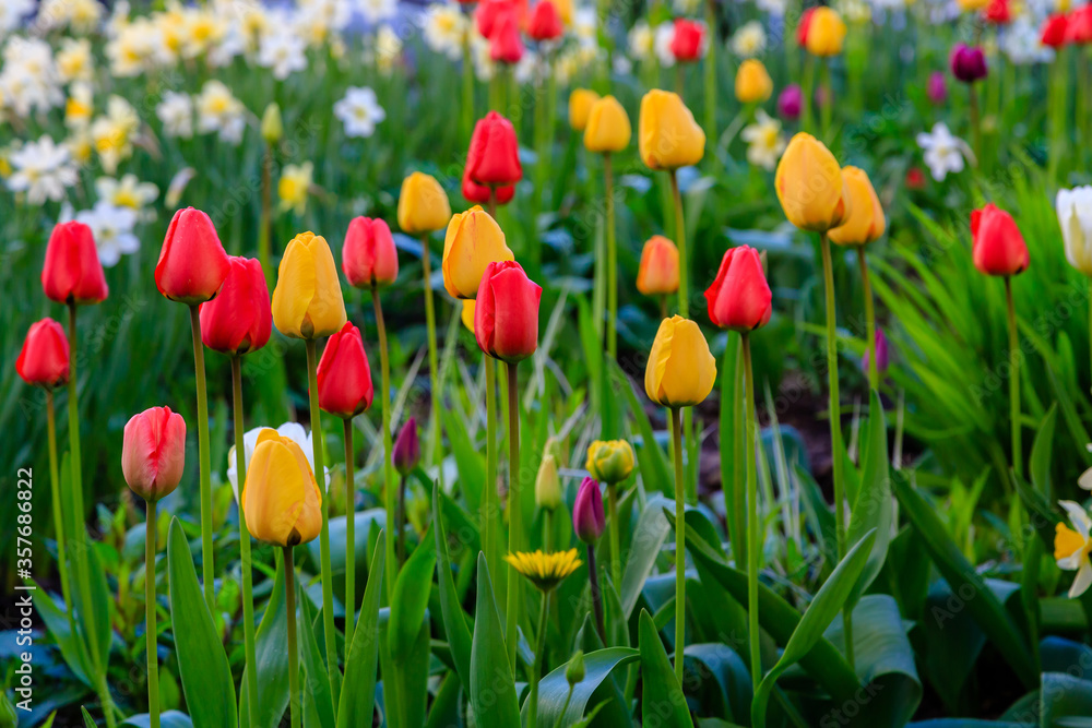 Red and yellow tulip in spring garden Red and yellow tulip in spring garden