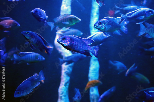 A group of fish with a purple tone