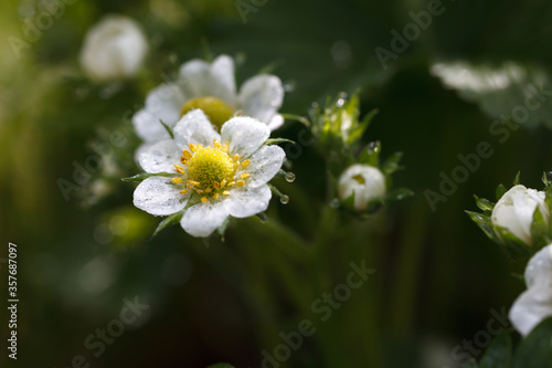 Flowering garden strawberries in morning dew.