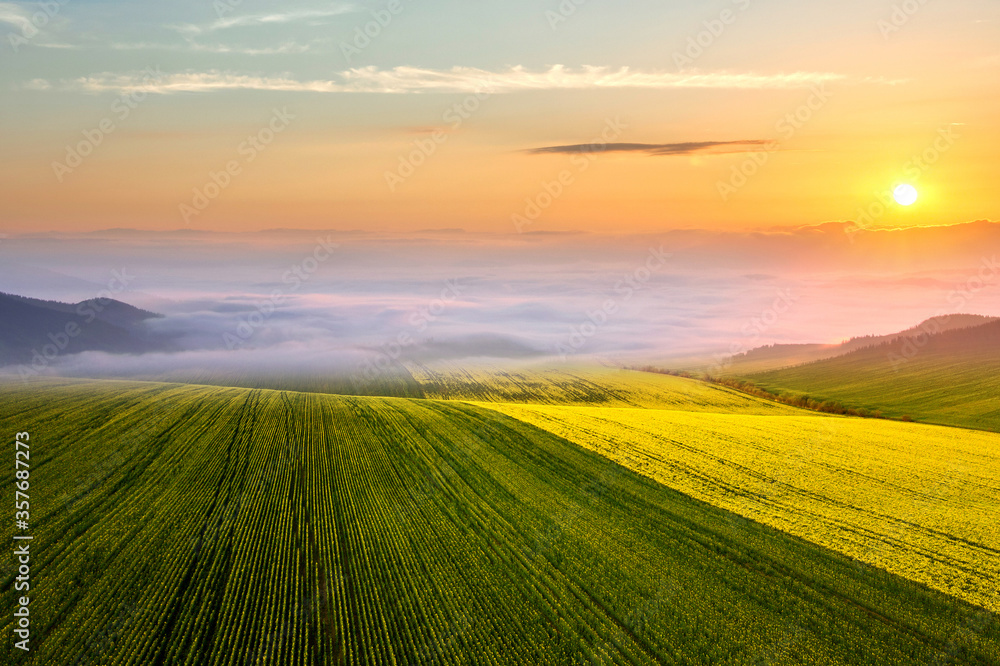 Bright green agricultural farm field with growing rapeseed plants and distant foggy mountains at sunset.