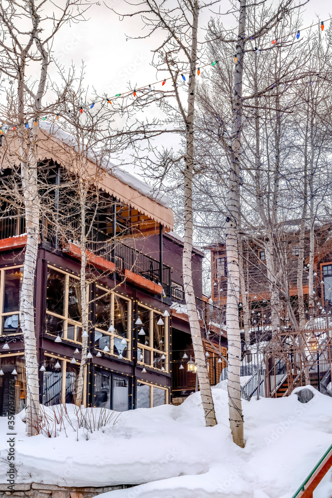 Beautiful building exterior with leafless aspen trees on snowy ground in winter Beautiful building exterior with leafless aspen trees on snowy ground in winter