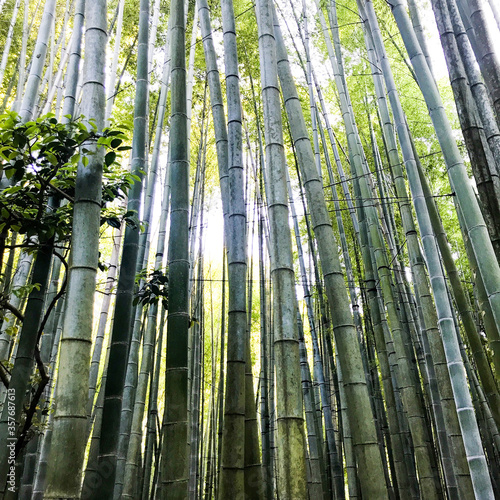 bamboo forest in spring