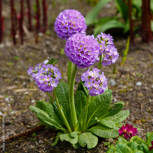 Primula denticulata purple in springtime. Pink Primula denticulata  Drumstick Primula  in garden