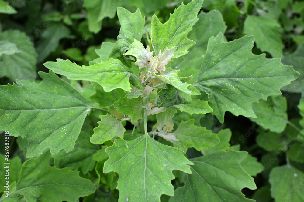 In nature, the grows orach (Chenopodium album) In nature, the grows orach (Chenopodium album)