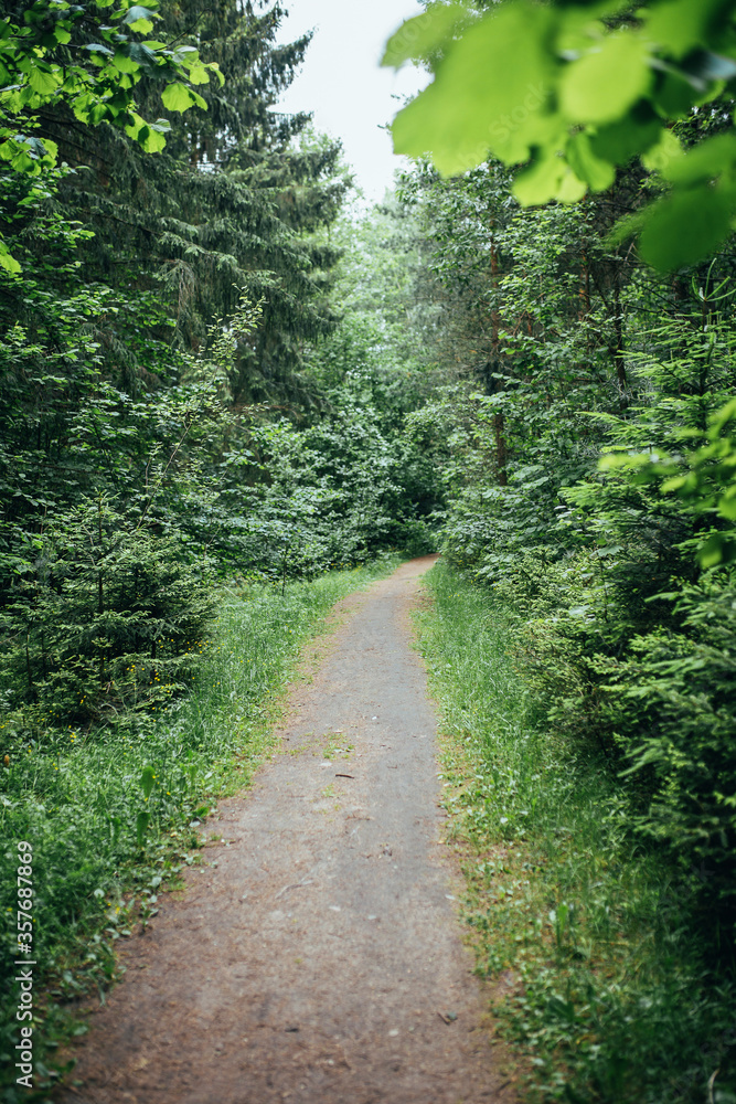 Forest eco trail for walking - breathe the clean fresh countryside air - mountain walking Forest eco trail for walking - breathe the clean fresh countryside air - mountain walking