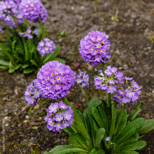 Primula denticulata purple in springtime. Pink Primula denticulata  Drumstick Primula  in garden