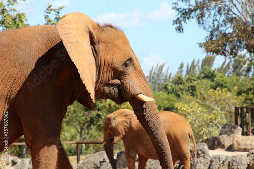 Canvas Print African elephants expecting their food