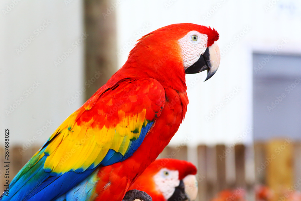 A nice parrot with beautiful colors A nice parrot with beautiful colors