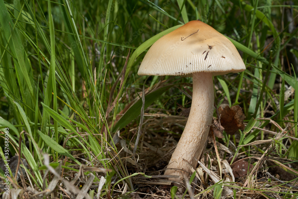 Edible mushroom Amanita crocea in the meadow on the edge of a deciduous forest. Known as Saffron Ringless Amanita or Orange Grisette. Yellow-orange mushroom growing in the grass. Edible mushroom Amanita crocea in the meadow on the edge of a deciduous forest. Known as Saffron Ringless Amanita or Orange Grisette. Yellow-orange mushroom growing in the grass.