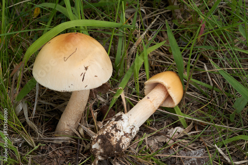 Edible mushroom Amanita crocea in the meadow on the edge of a deciduous forest. Known as Saffron Ringless Amanita or Orange Grisette. Yellow-orange mushroom growing in the grass, atlas photo.