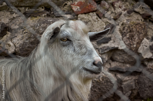 portrait of a goat