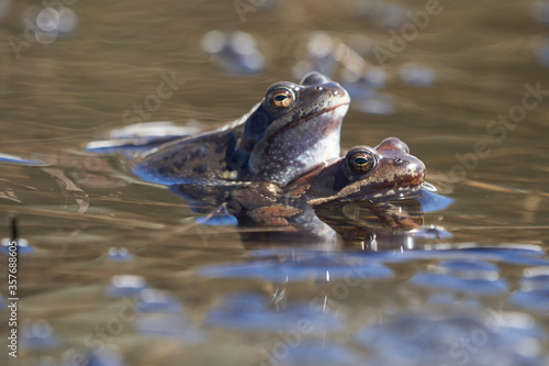 Water frog Pelophylax and Bufo Bufo in mountain lake with beautiful reflection of eyes Spring Mating