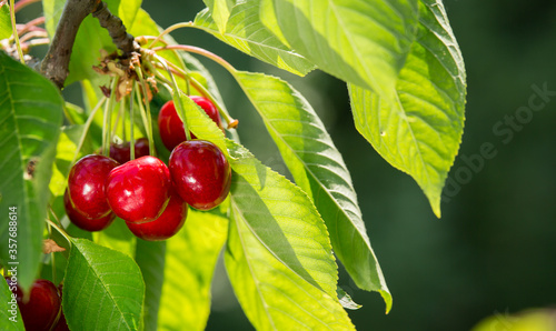 Ripe fresh red cherry on a green leafy tree.