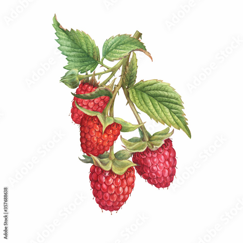Canvastavla Closeup of a branch of red raspberry fruits (known as Rubus idaeus) with green leaves