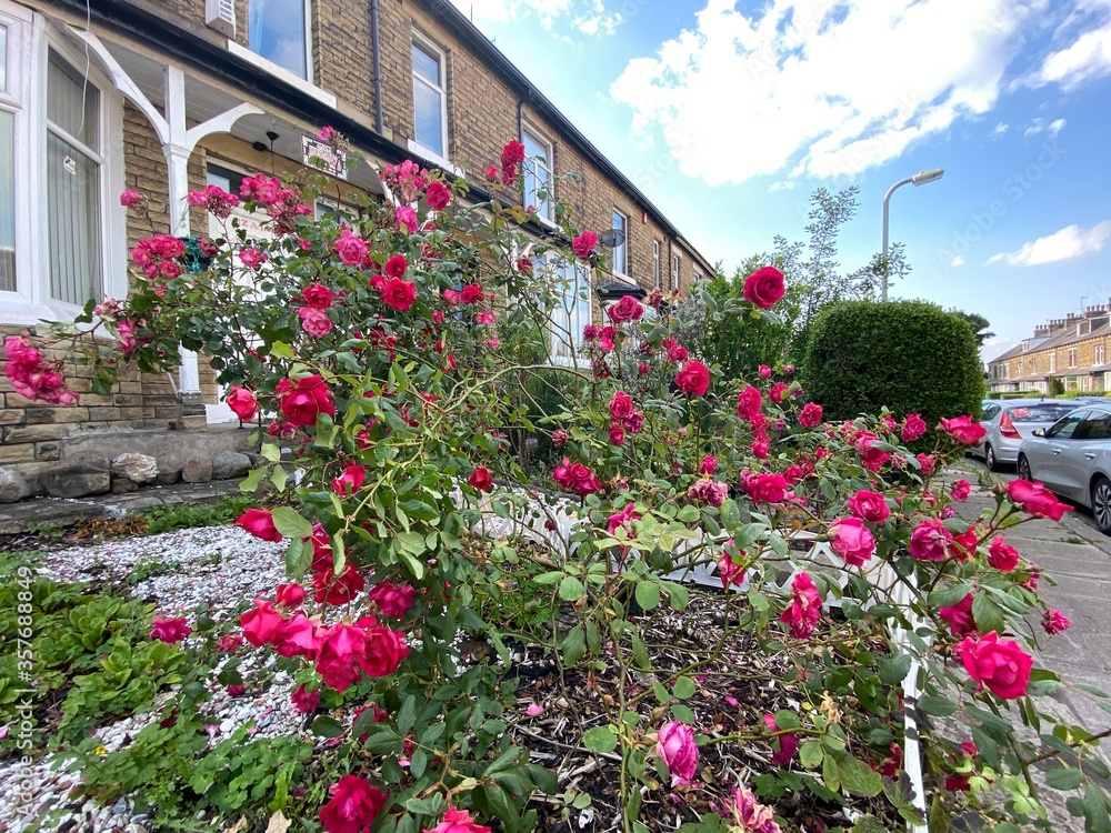 Red roses by the roadside in, Bradford, Yorkshire, UK