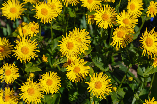 Yellow daisy in springtime. Yellow flowers in garden. Golden Yellow Flowering Doronicum Orientale Oriental leopard's bane Plants.