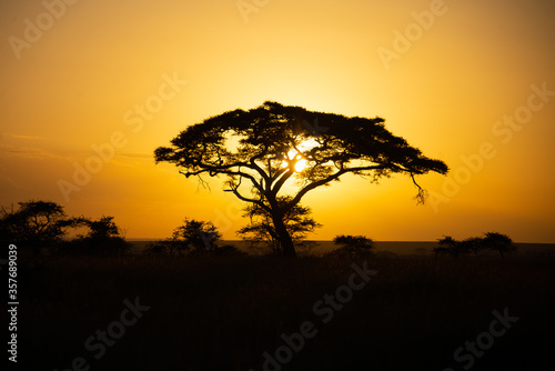 Sunset in The Serengeti National Park. Tanzania  Africa