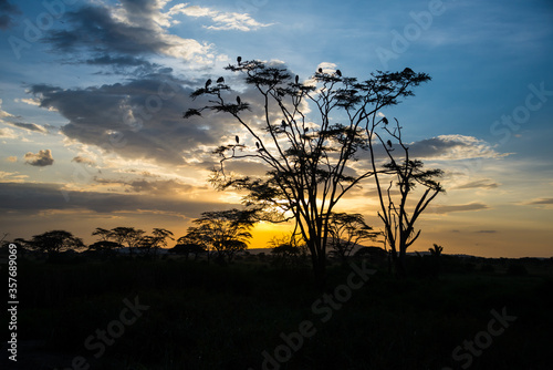 Sunset in The Serengeti National Park. Tanzania, Africa