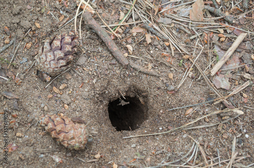 Φωτογραφία A small black burrow in the gray forest soil, made by some wild animal, around c