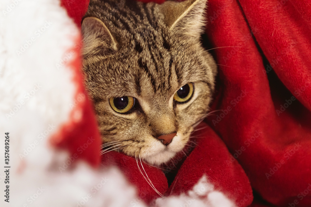Cat hiding under a blanket Cat hiding under a blanket
