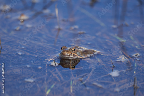 Water frog Pelophylax and Bufo Bufo in mountain lake with beautiful reflection of eyes Spring Mating