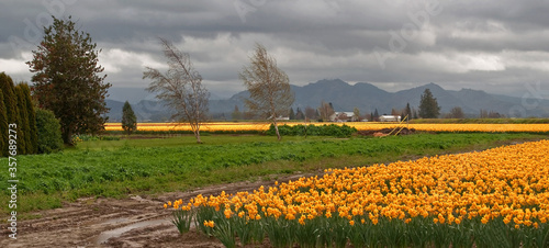 Stormy spring day with a very large daffodil field, taken at LaConner, Washington.  Big, gray, threatening clouds bring the imminent rain. photo