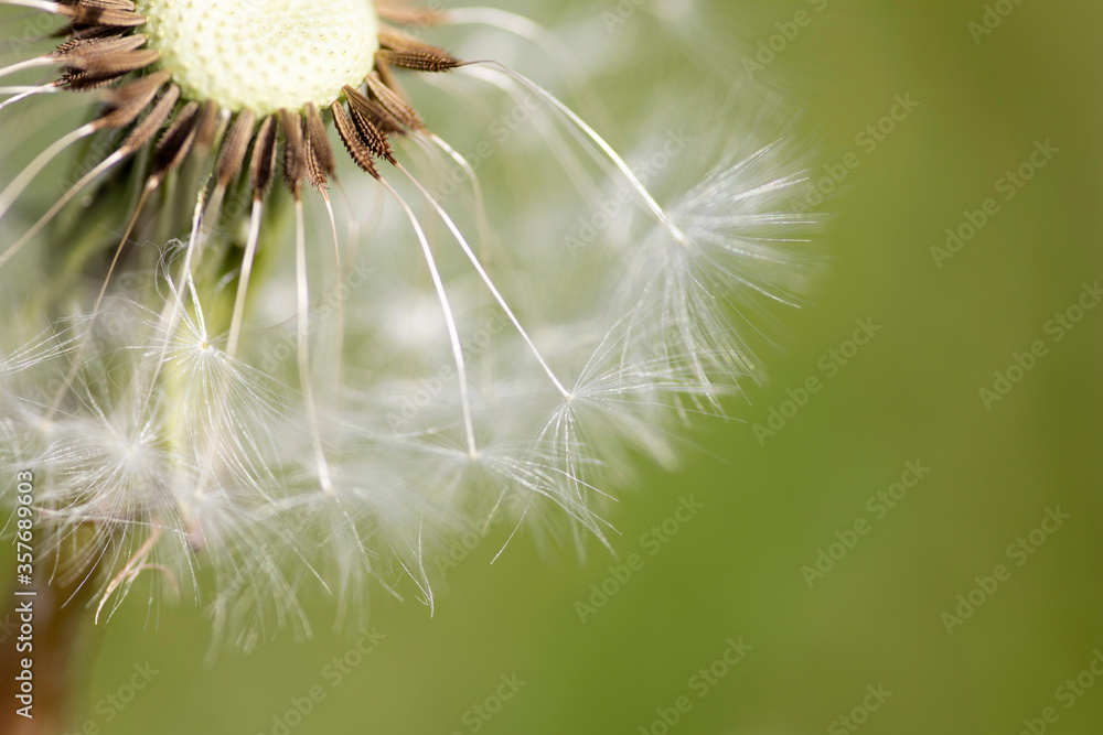 Beautiful white dandelion with seeds on green background. Close-up. Selective focus.