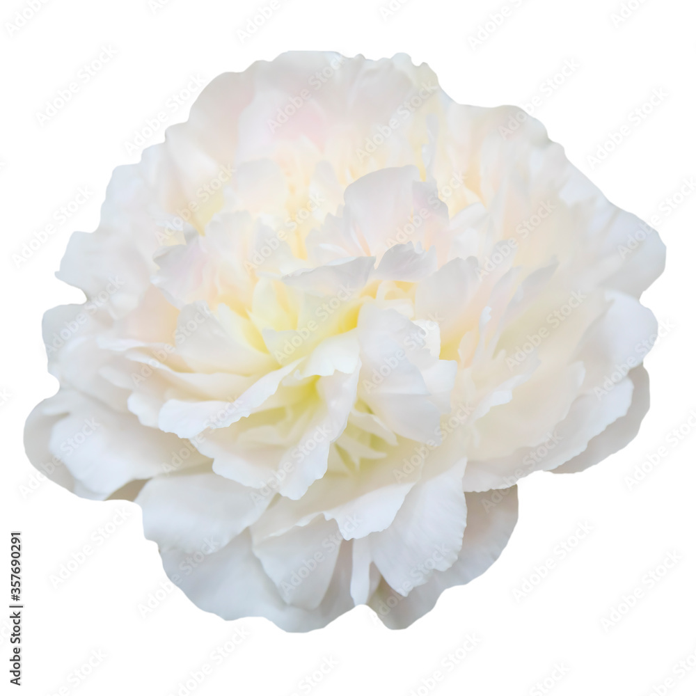 Beautiful peony flower isolated on white background. Flower arrangement and floral design Beautiful peony flower isolated on white background. Flower arrangement and floral design