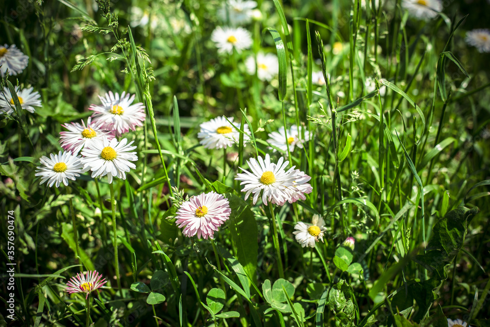 daisies in the grass daisies in the grass