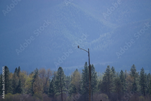 Osprey perched on tree 