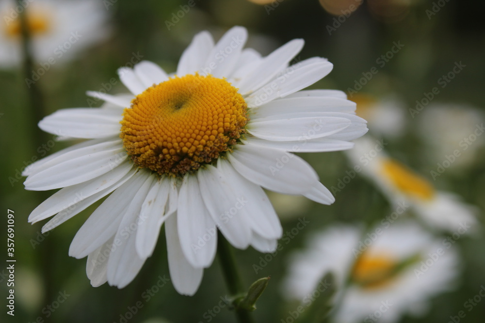 Obraz premium flora is a white Daisy with many small petals close up with a blurred background and a yellow center
