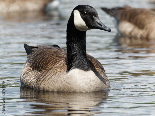 Close up view of an adult Canada goose