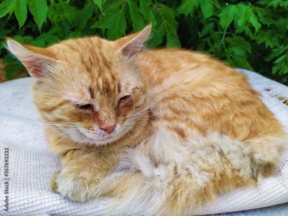 An old red haired sick furry cat is lying on the street An old red haired sick furry cat is lying on the street