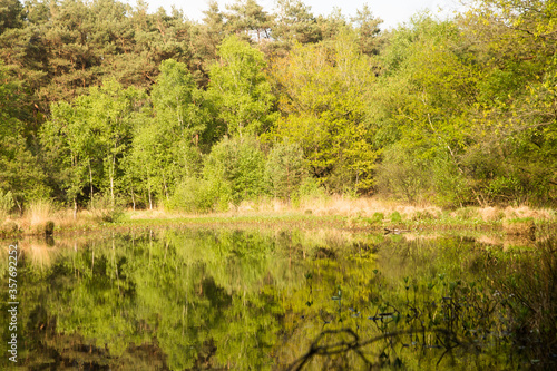 quiet forest in sunlight