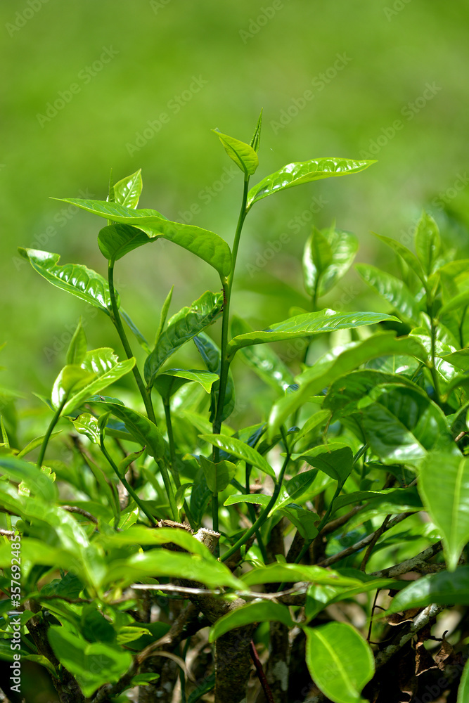 fresh tea leaf, in a tea plantation