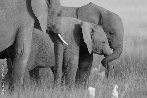 Photography Elephant Baby Amboseli - Big Five Safari -Baby African bush elephant Loxodonta a