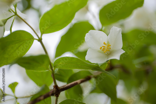 White jasmine flower close up