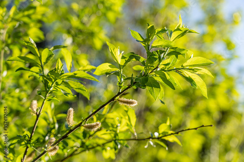 tree branch leaves leaf
