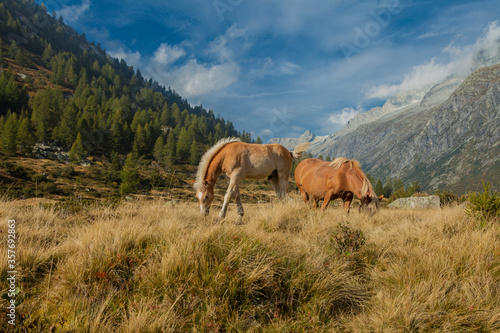 Horse eating on pasture in a valley with mountains. © Quimey