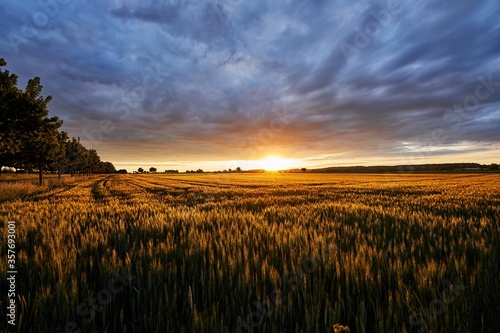 fields of gold  wheat field in the summer sunset with a cloudy sky