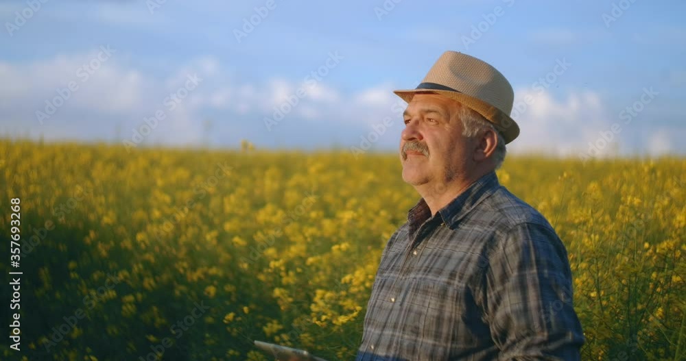 An elderly man farmer in a hat at sunset in a rapeseed field after work looks at the sunset. Portrait of a farmer in a rapeseed field. Tractor driver after work. An elderly man farmer in a hat at sunset in a rapeseed field after work looks at the sunset. Portrait of a farmer in a rapeseed field. Tractor driver after work.