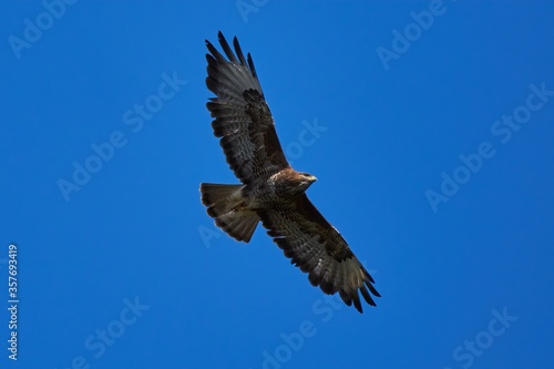 common buzzard in flight with wings wide dpread