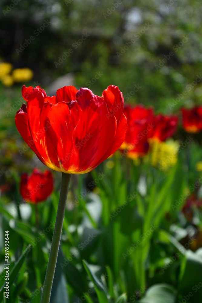 red tulip