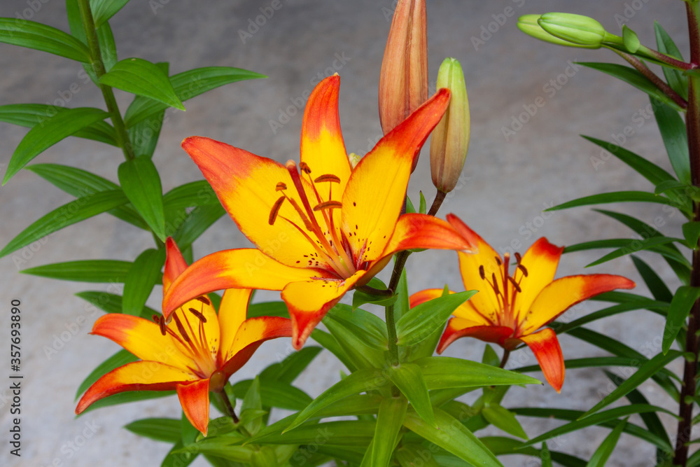 asiatic lilies