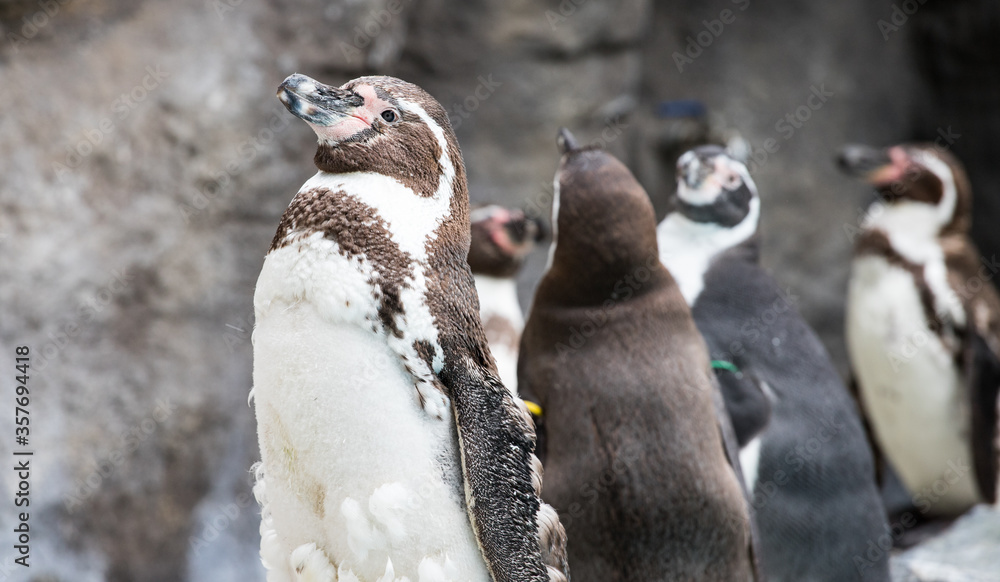 Naklejka premium Silhouette of a penguin proudly looking around.