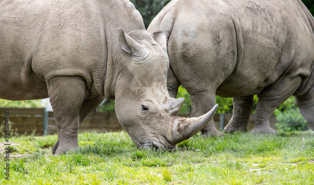 Close up of a rhinoceros eating grass on a sunny day Close up of a rhinoceros eating grass on a sunny day