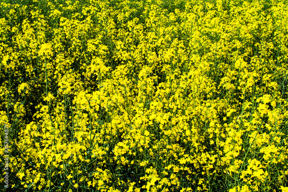 Beautiful field of yellow rape. Texture of rapeseed flowers close up. Growing seed crops. Rapeseed oil. Spring, sunny landscape. Wallpaper of nature in Belarus. Beautiful field of yellow rape. Texture of rapeseed flowers close up. Growing seed crops. Rapeseed oil. Spring, sunny landscape. Wallpaper of nature in Belarus.