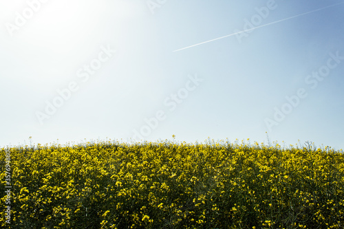 Beautiful field of yellow rape on blue sky and flying airplane. Rapeseed flower. Growing seeds of agricultural crops. Rapeseed oil. Spring, sunny landscape. Wallpaper of nature in Belarus, Russia
